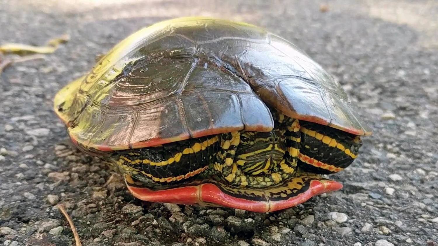 Western Painted Turtle With Repaired Shell FWS Gov   Western Painted Turtle With Repaired Shell 